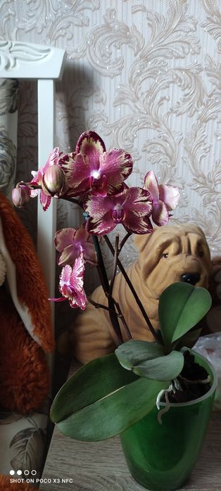Продам взрослую домашнюю орхидею Биг Бен