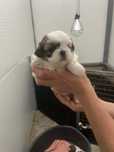 Shih tzu femea.