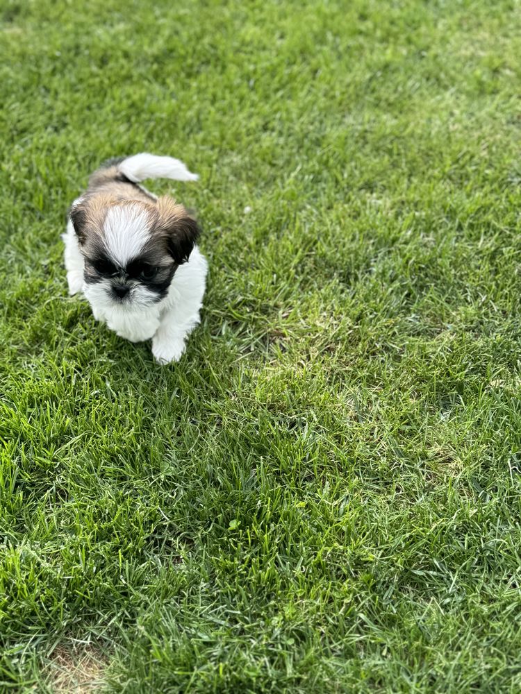 Piesek shih tzu szuka nowego domku