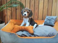 Акція! Лежаки для Собак, лежанка диван з подушкою, 100 х 70 см., чохли