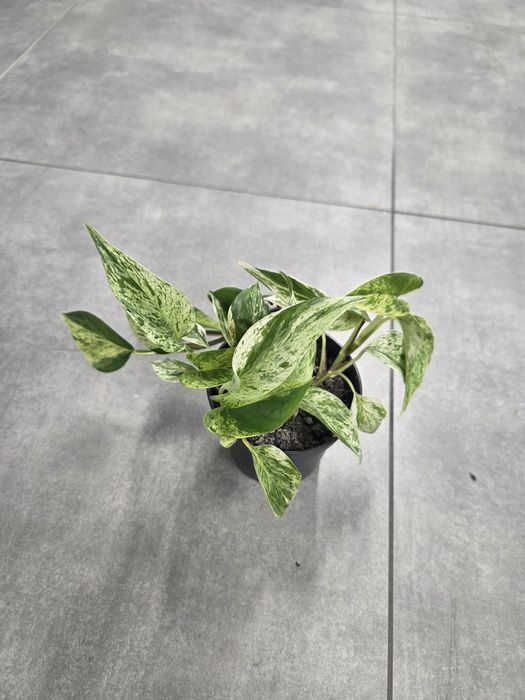 Epipremnum marble queen