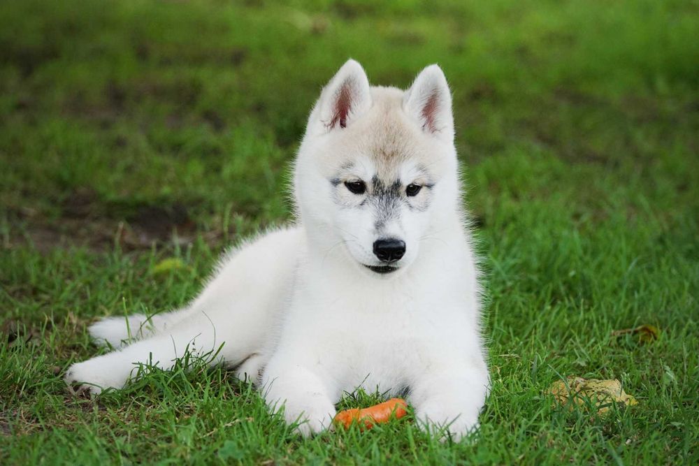 Szczenięta piesek husky z rodowodem ZKwP / FCI