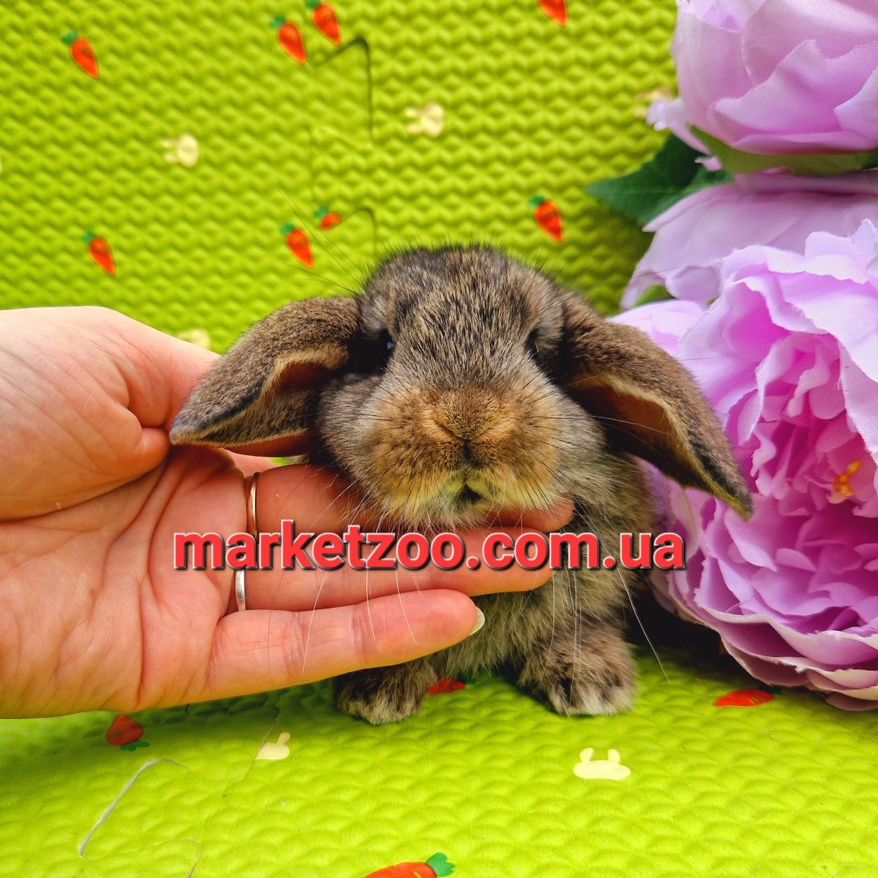 Карликовые мини кролики,декоративные микро для дома,агути в Киеве