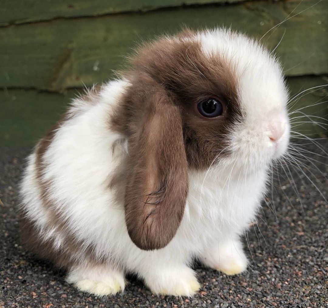 KIT Coelhos anões orelhudos, mini lop Coelhinhos adoráveis muit dóceis