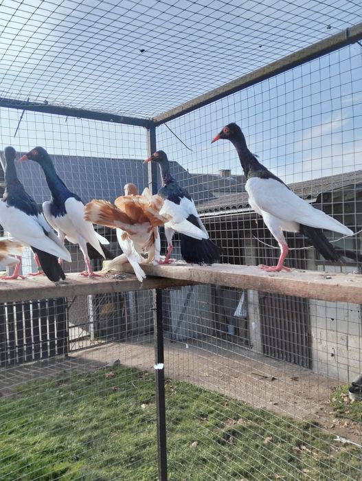 Sprzedam sroki czarne i żółte 2025