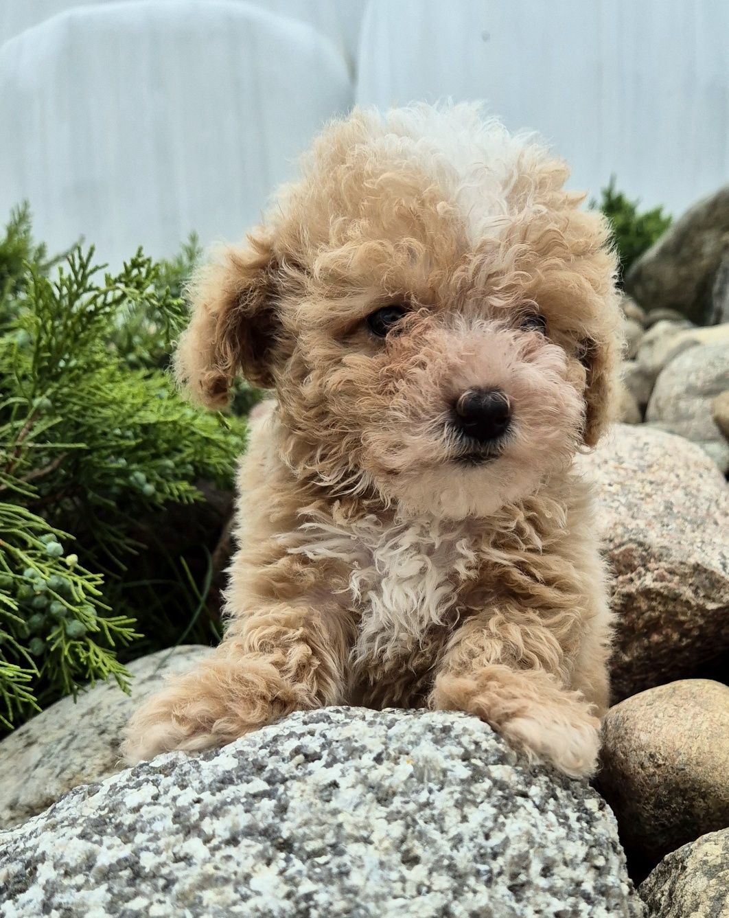 Maltipoo Samczyk hybryda ras