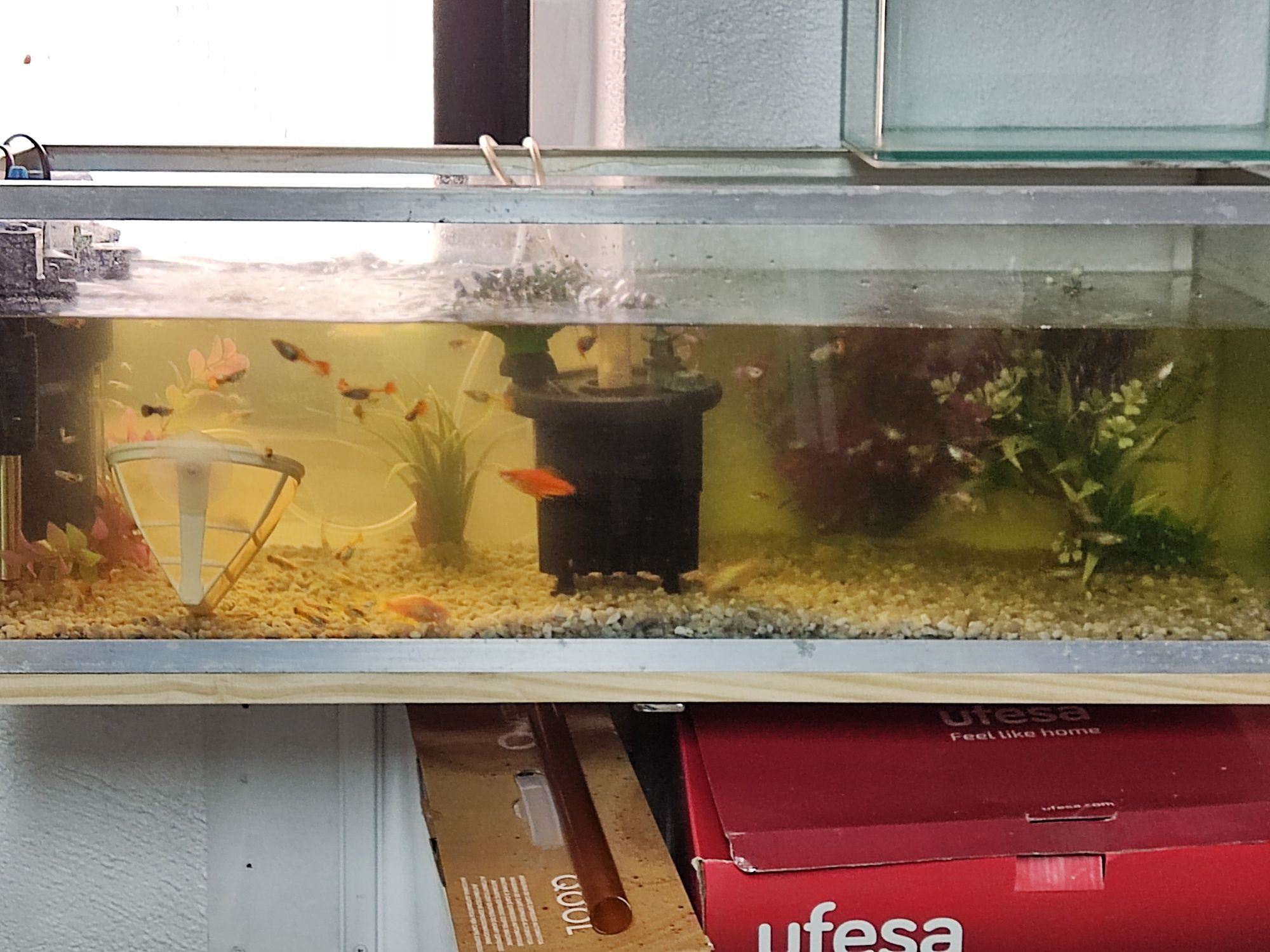 Vendo guppys variedade