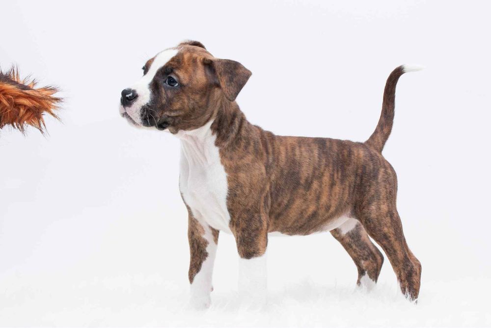 AMSTAFF FCI/ZKWP szczenieta American Staffordshire Terrier