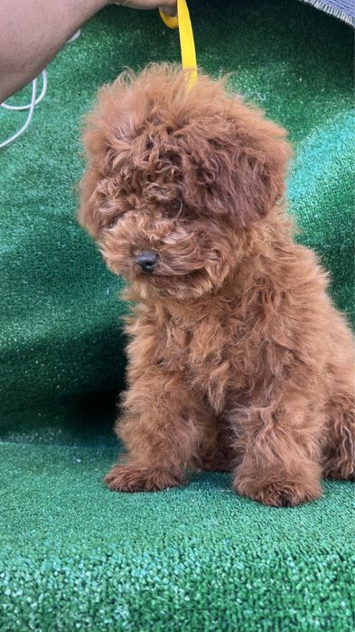 Хлопчик тойчик