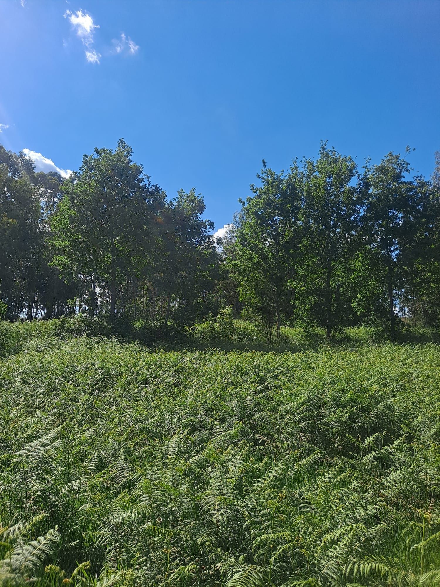 Terreno para venda Penafiel