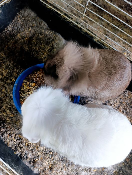 4 coelhos anões para venda