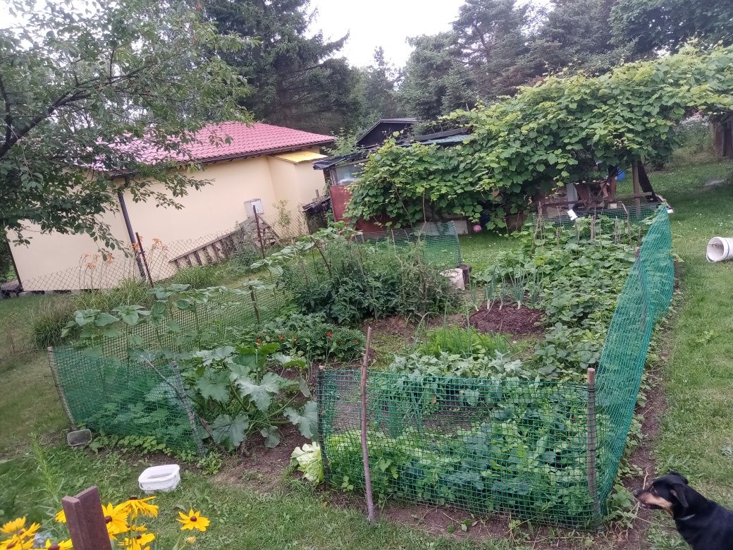 Sprzedam działkę ROD z domkiem i drzewkami