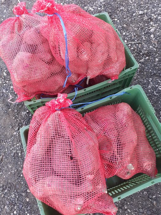 Batata Doce 100%  BIOLÓGICAS