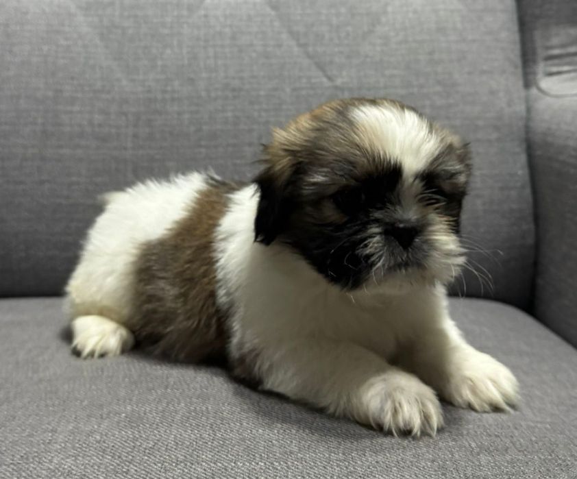 Suczka SHIH TZU o