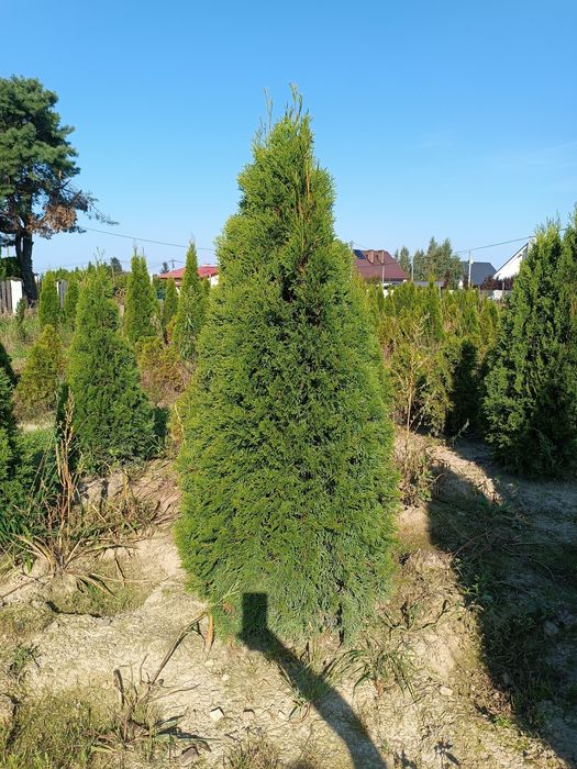 PROMOCJA Mega gruba tuja Szmaragd 170-180 cm thuja smaragd