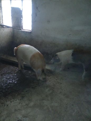 Домашня Свині 100-140 кг ціна 90 гривень