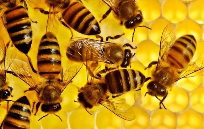 Бджоли, бджолинні сім'ї, рій