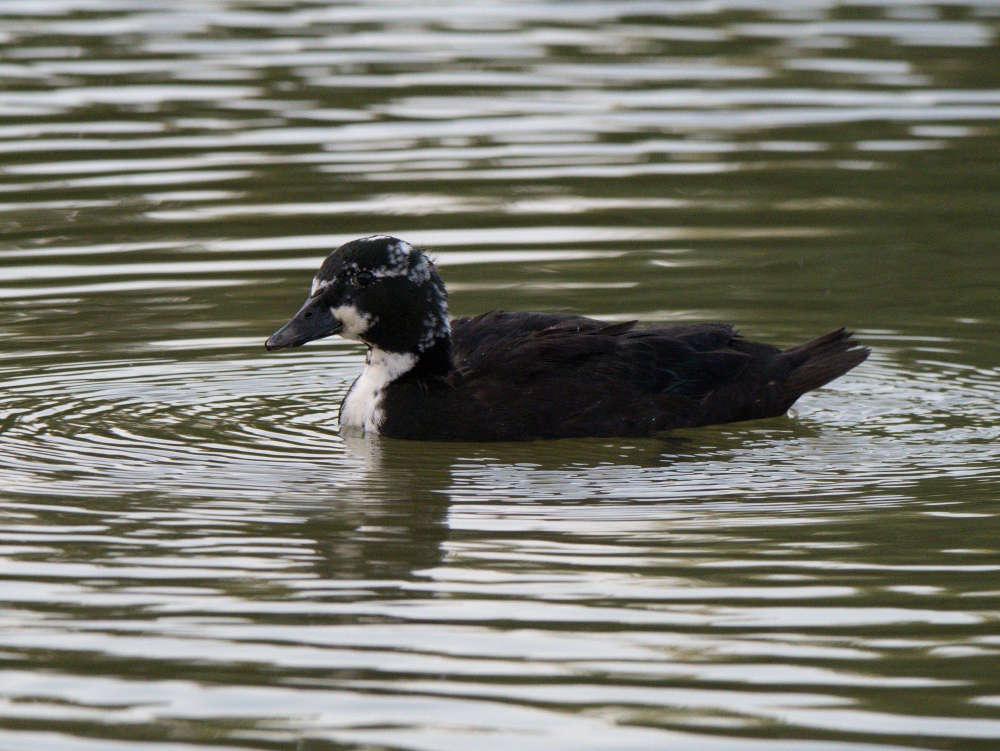 Kaczki  ozdobne call duck