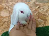 Mini Lop albinos czerwone oczy miniaturka rex baranki karzełek