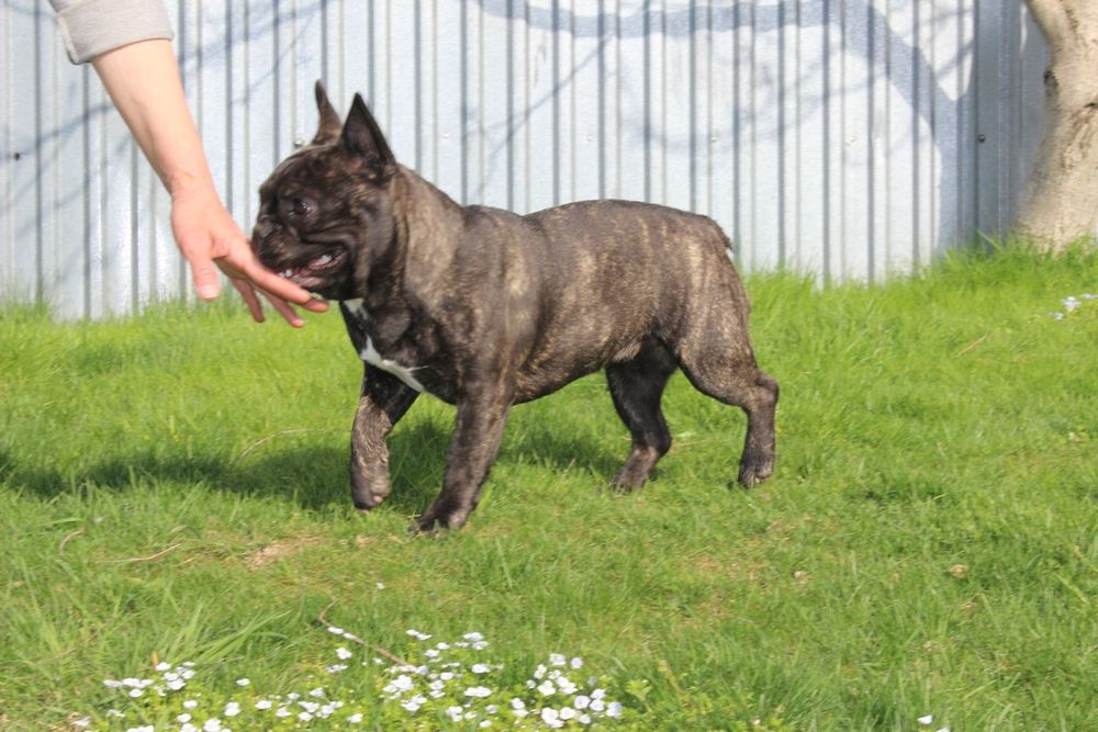 Француженка WKU KKU