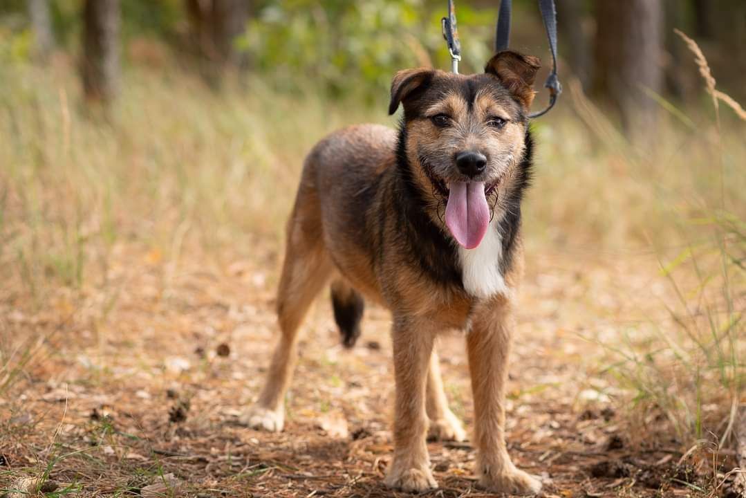 Chico - pozytywnie zakręcony młodziak