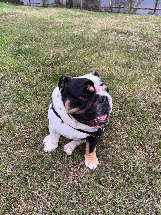 Вязка Англ. Бульдог