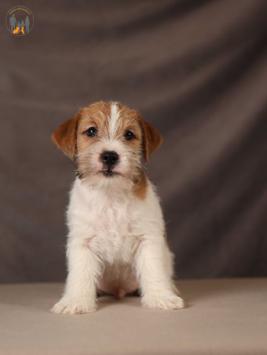 Jack Russell Terrier ZKwP  piesek po CH.PL