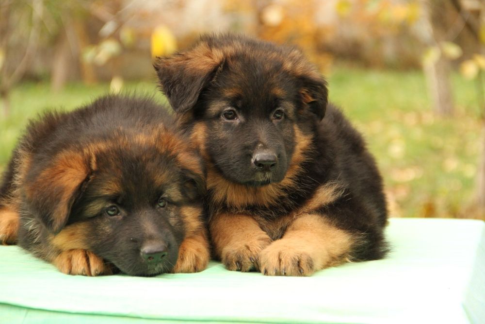 Німецька вівчарка Цуценята