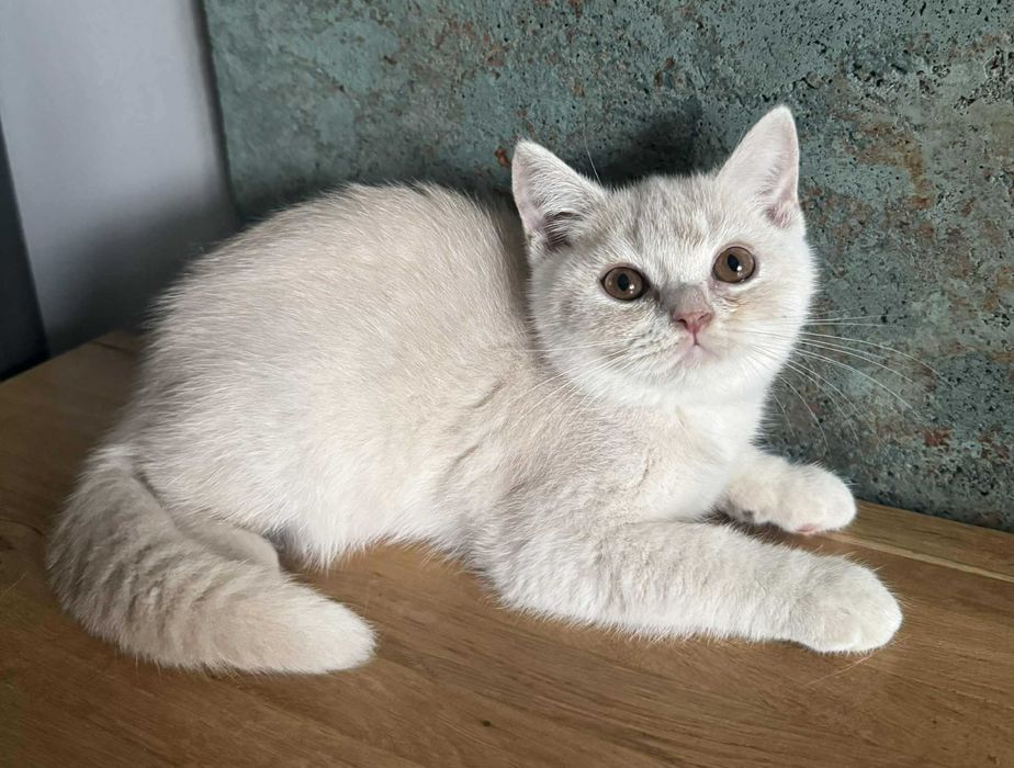 Flavia Liliowy Zakątek*Pl kotka w kolorze kremowym wystawowo/hodowlana