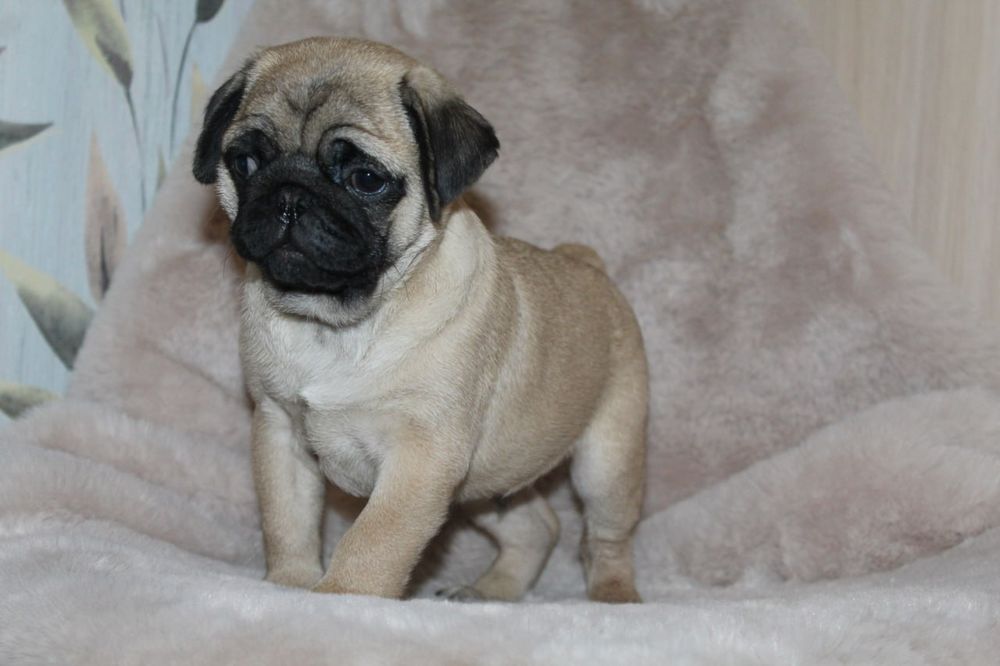 Бомбезні мопсики