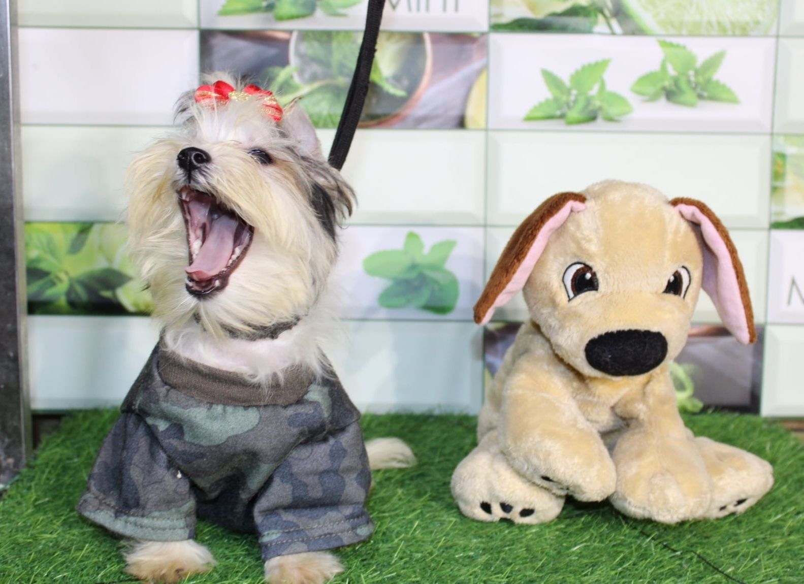 Biewer Yorkshire Terrier miniaturka mini piesek