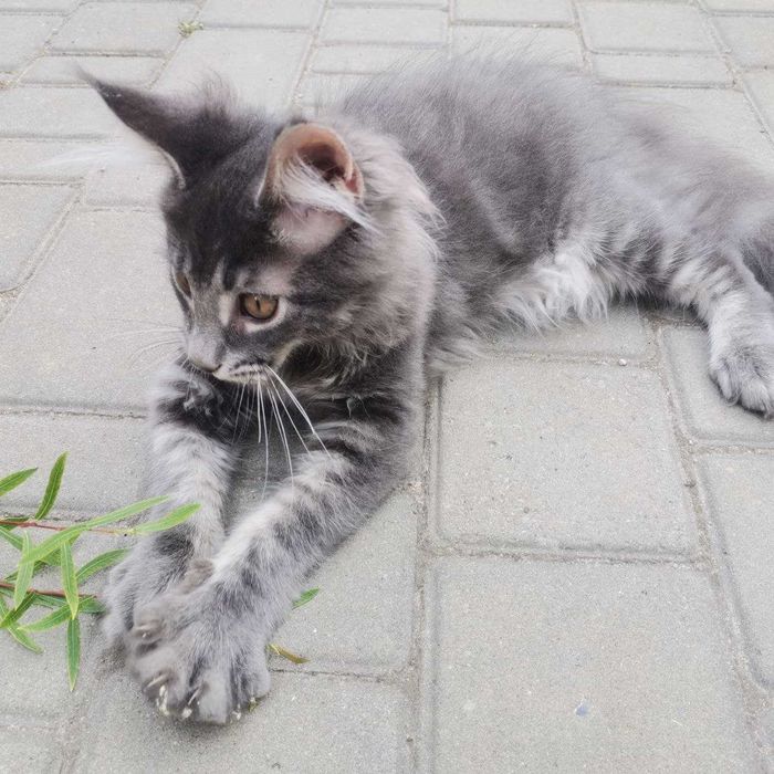 Кошеня  Мейн-кун