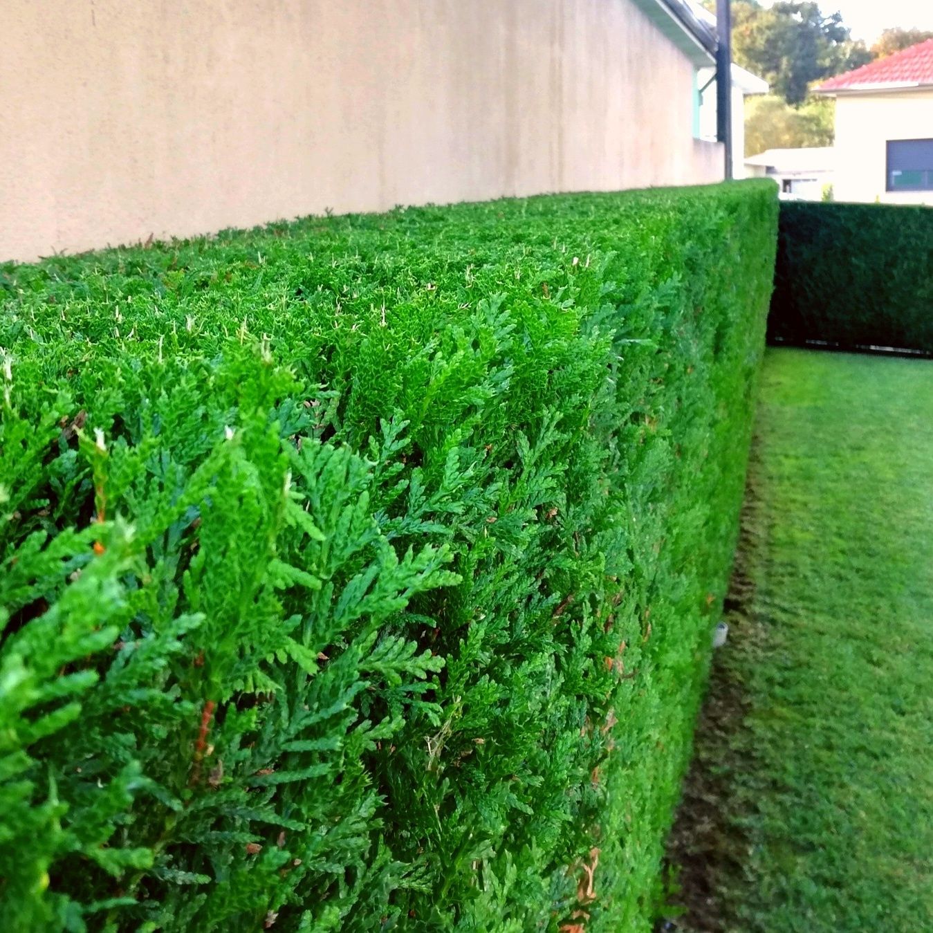 Jardineiro, serviços de jardinagem, manutenção de jardins