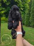 Cocker spaniel angielski