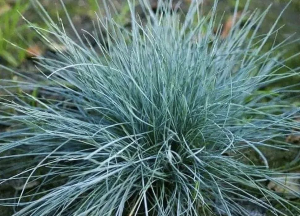 Вівсяниця сиза ( декоративна трава)