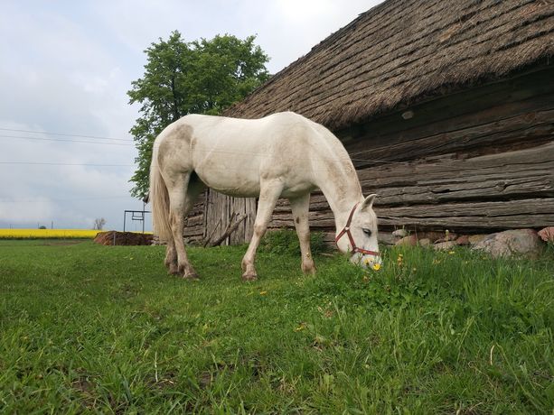 Biała klacz Szlachetna półkrew