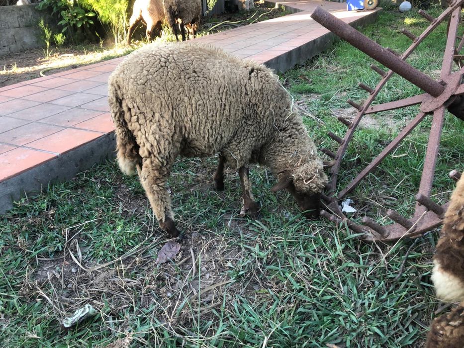 Carneiros - Cordeiros - Animais de Quinta