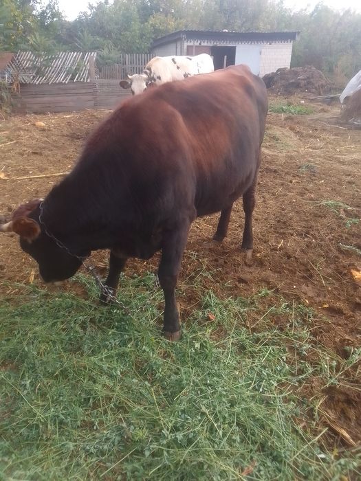 Продаю теличку Джерсей