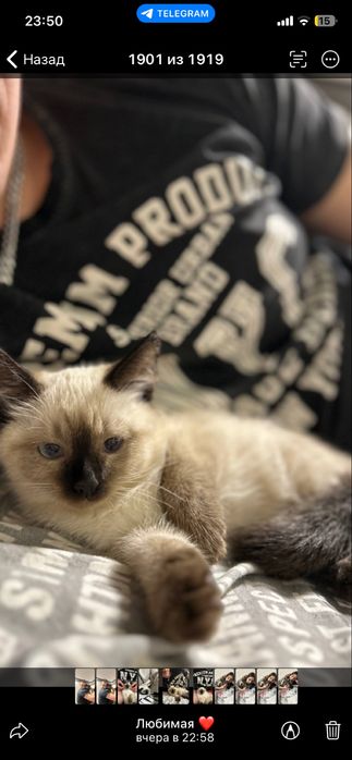 Отдам бесплатно сиамского котёнка