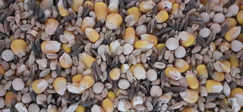 Mieszanka zbożowo Strąkowa karma pasza śruta gołębi kur nioski