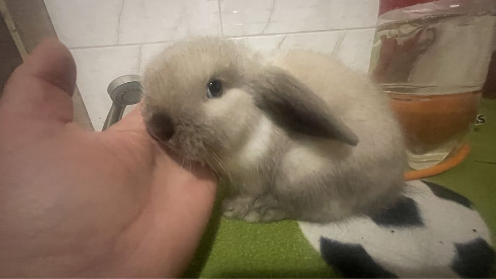 Міні кролики , чистокровні , висловухі баранчики,