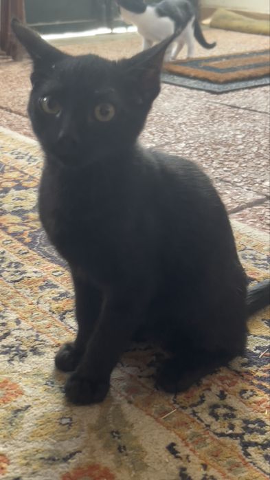 Muito Urgente !! Gatinhos para dar