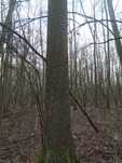 Las na pniu , wybitny starodrzew!!! Ponad 3,5 ha