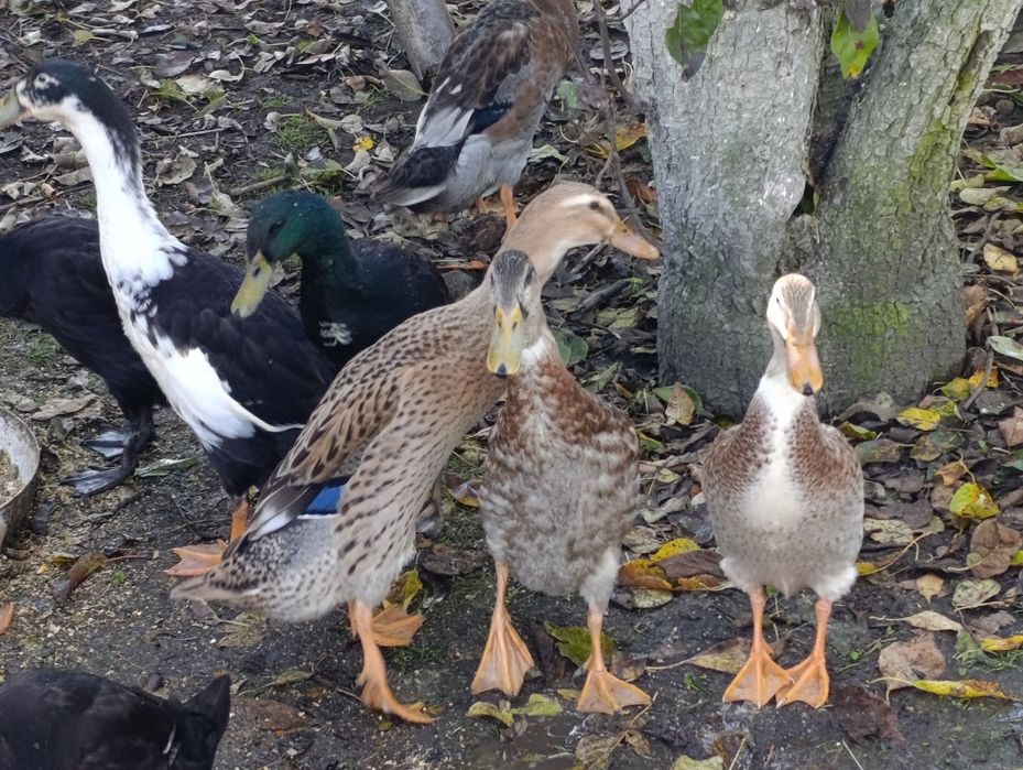 Kaczki biegus kilkumiesieczne