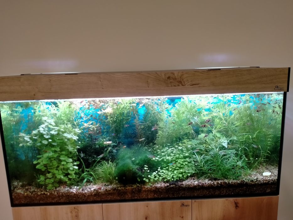 Zestaw roślin akwariowych