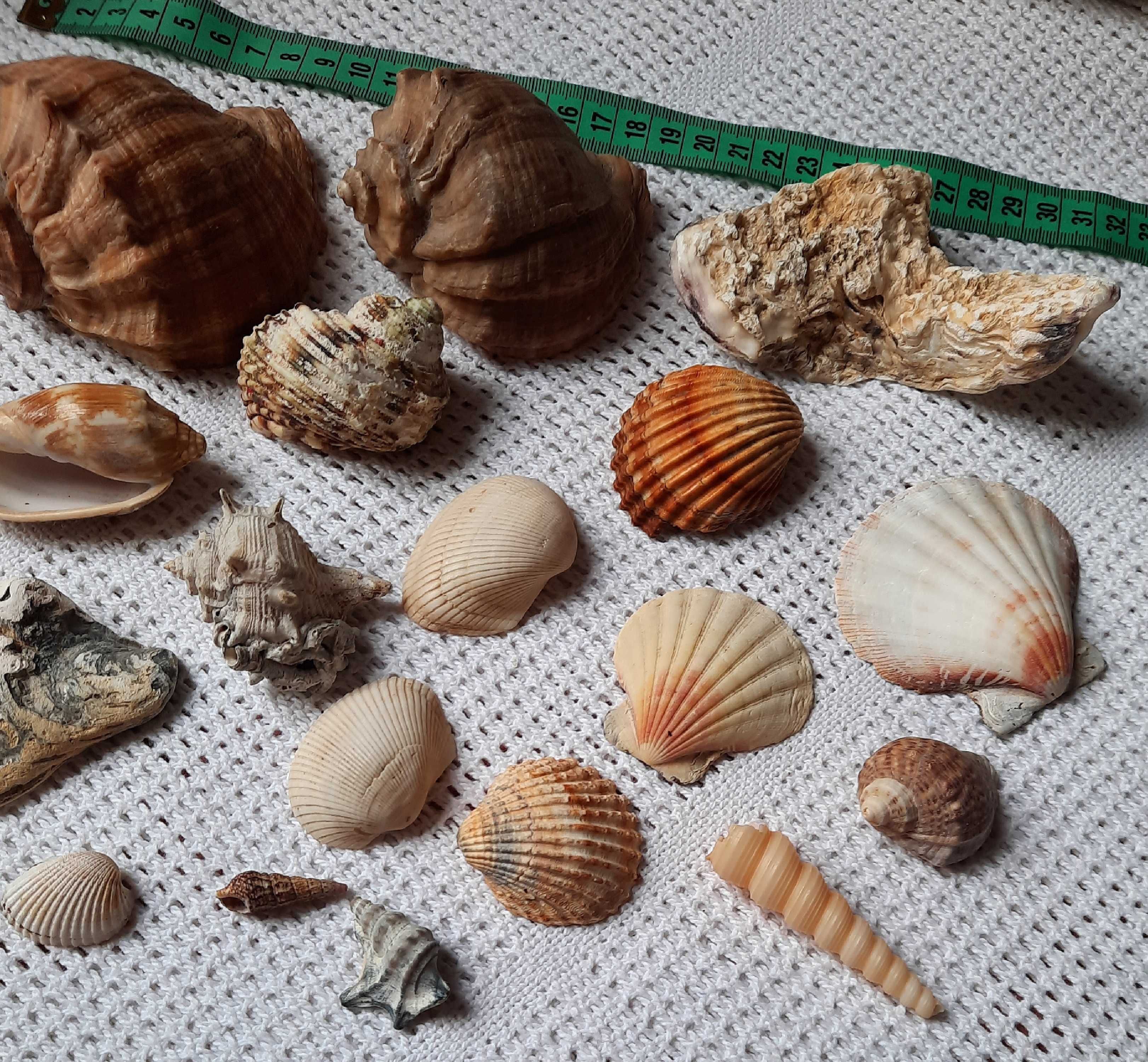 Muszle muszla różne rodzaje do kolekcji ozdoba dekoracja