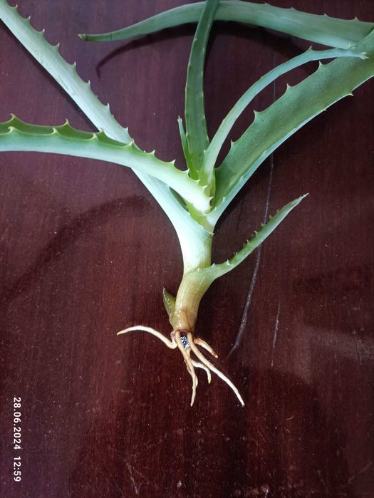 продам бальзамин хавортия фуксия алое  каланхое