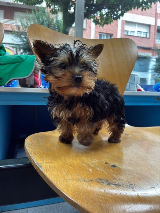 Yorshire Terrier TOY PURO