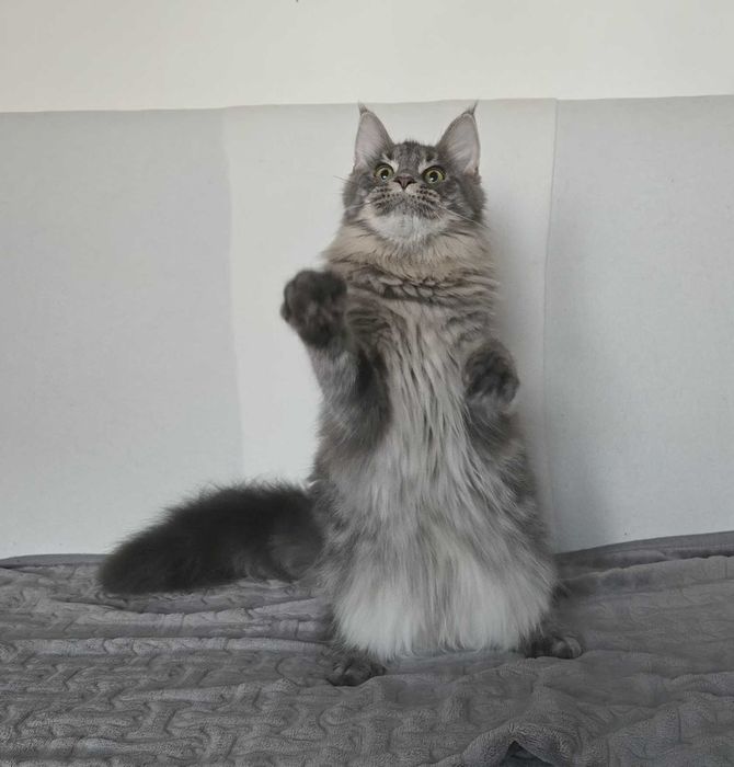 Koteczka Maine Coon Liri