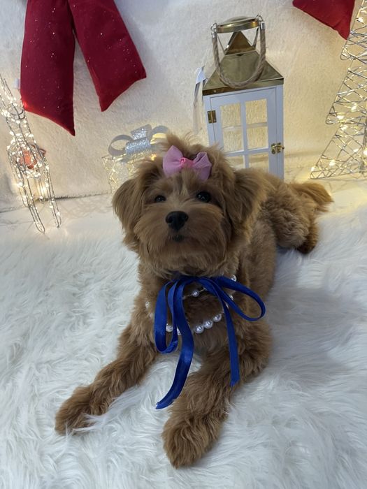 Помапу — Не зволікайте  таких залишилось лише 4!